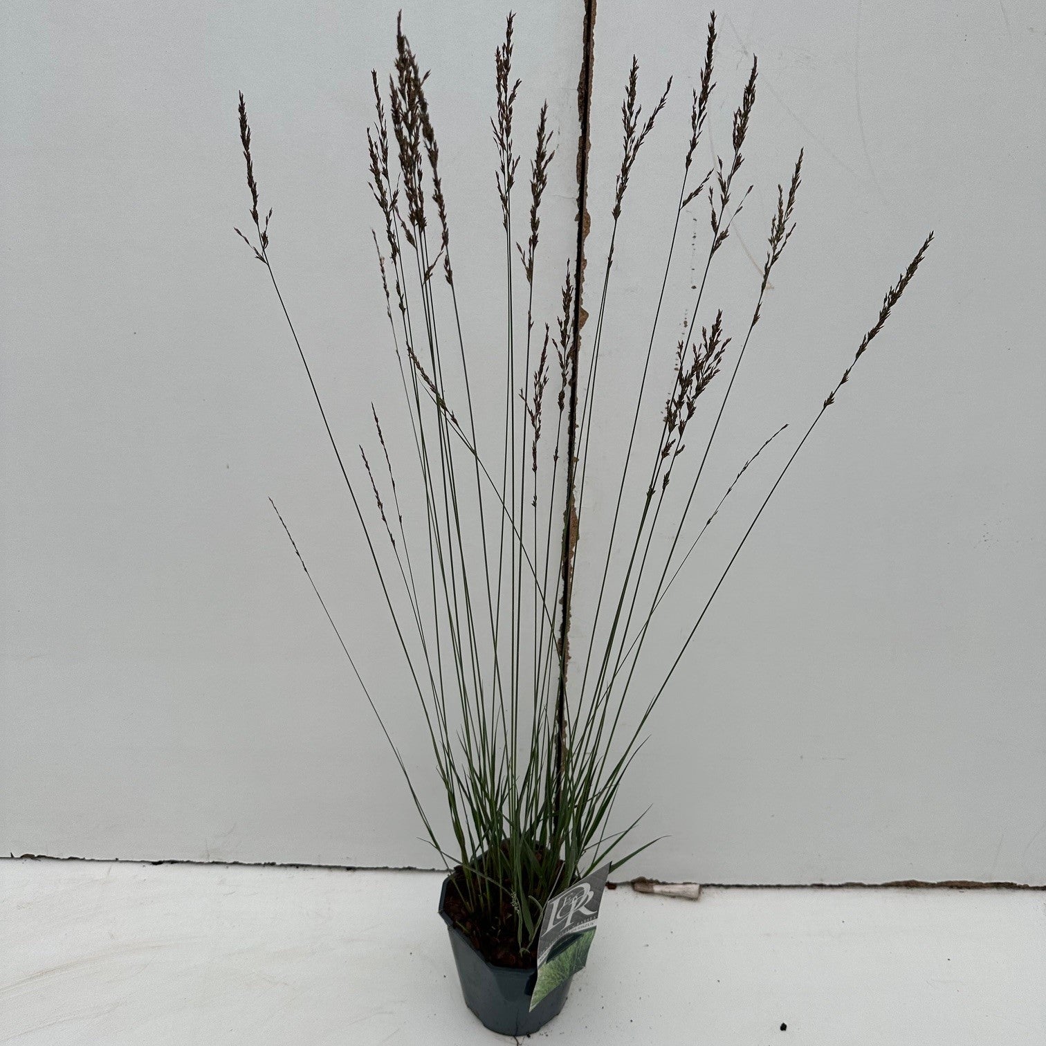 Pijpestrootje (Molinia 'Edith Dudszus') - Pijpestrootje