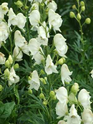 Monnikskap (Aconitum napellus 'Album')