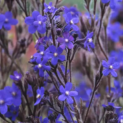 Ossentong (Anchusa azurea 'Dropmore')