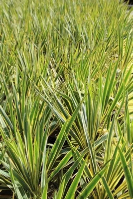 Palmlelie (Yucca filamentosa 'Bright Edge')