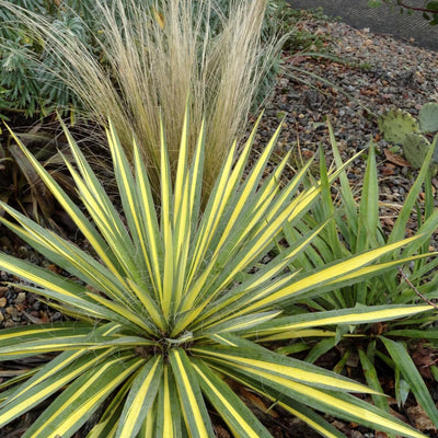 Palmlelie (Yucca filamentosa 'Color Guard')