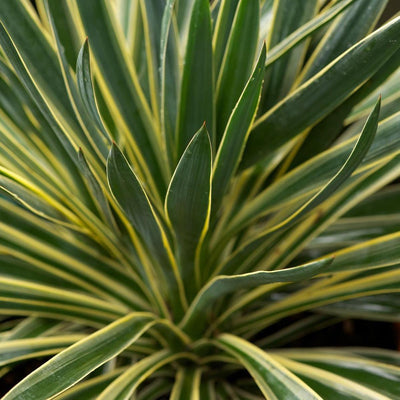 Palmlelie (Yucca gloriosa 'Variegata')