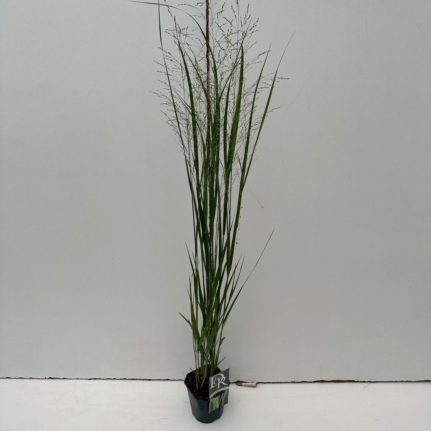 Vingergras (Panicum 'Northwind') - Vingergras