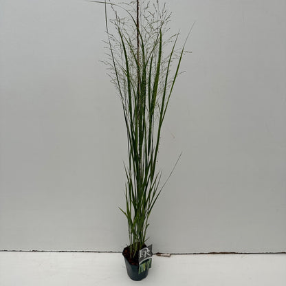 Vingergras (Panicum 'Northwind') - Vingergras