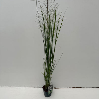 Vingergras (Panicum 'Northwind')