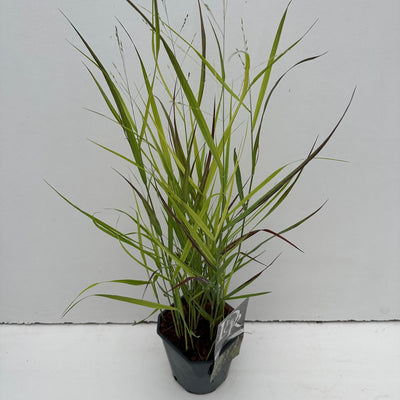 Vingergras (Panicum 'Sangria')
