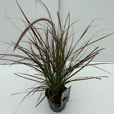 Lampepoetsersgras (Pennisetum 'Rubrum Dwarf')