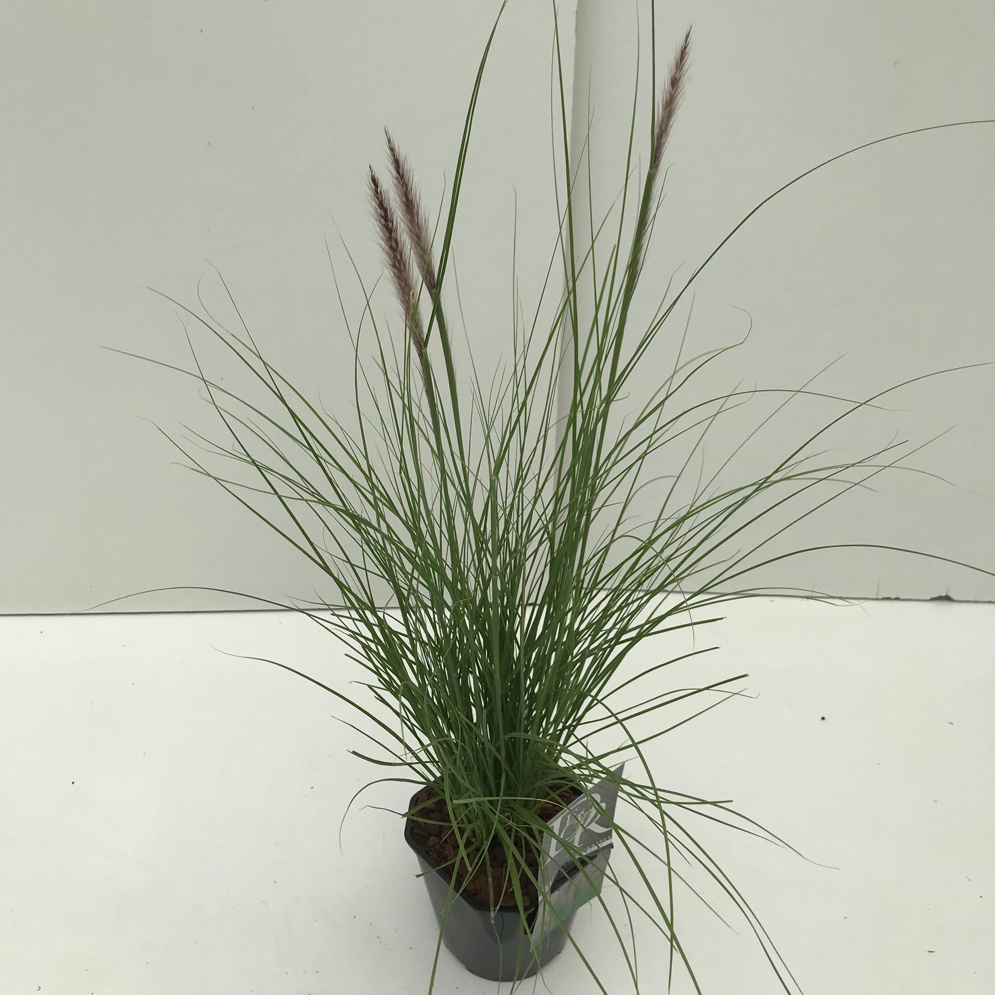 Lampepoetsersgras (Pennisetum 'Rupelli') - Lampepoetsersgras