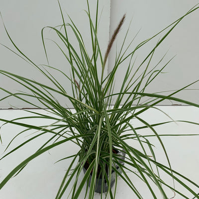 Lampepoetsersgras (Pennisetum 'Sky Rocket')