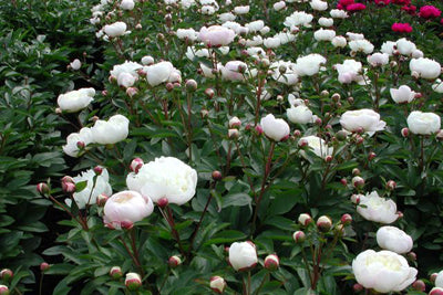 Pioenroos (Paeonia (L) 'Duchesse de Nemours') - Tuinplanten