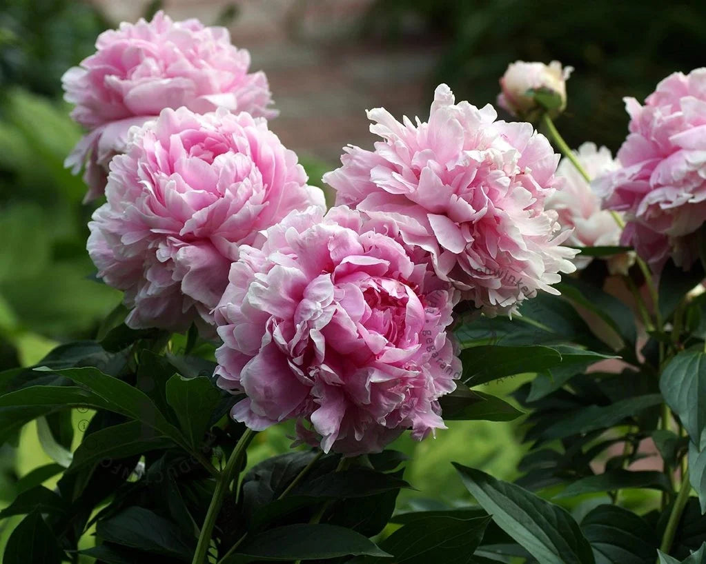 Pioenroos (Paeonia (L) 'Sarah Bernhardt') - Tuinplanten