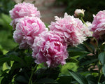 Pioenroos (Paeonia (L) 'Sarah Bernhardt')