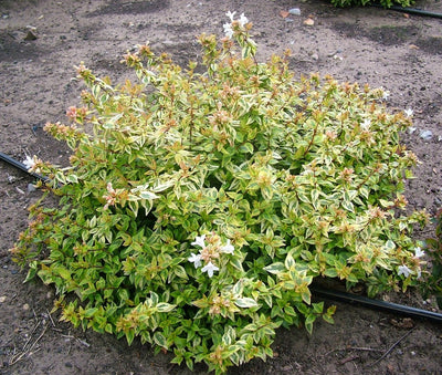 Abelia (Abelia 'Kaleidoscope’ PBR)