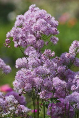 Ruit (Thalictrum 'Nimbus Pink')