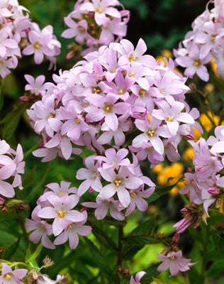 Celtisbladig klokje (Campanula lactiflora 'Loddon Anna')