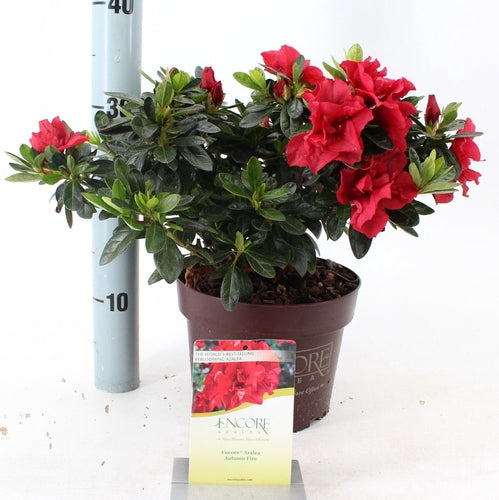 Rhododendron (Rhododendron ENCORE® Autumn Fire ) - Rhododendron