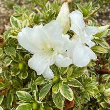 Rhododendron (Rhododendron ENCORE® Autumn Moonstruck ) - Rhododendron