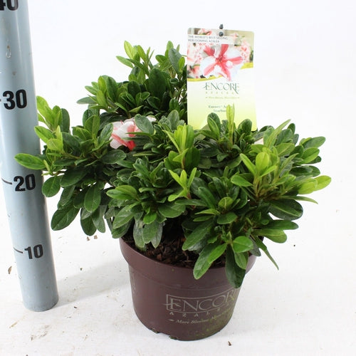 Rhododendron (Rhododendron ENCORE® Autumn Starburst) - Rhododendron