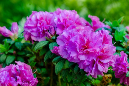 Rhododendron (Rhododendron ENCORE® Majesty) - Rhododendron