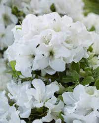 Rhododendron (Rhododendron ENCORE® Pure White )