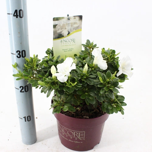 Rhododendron (Rhododendron ENCORE® Pure White ) - Rhododendron