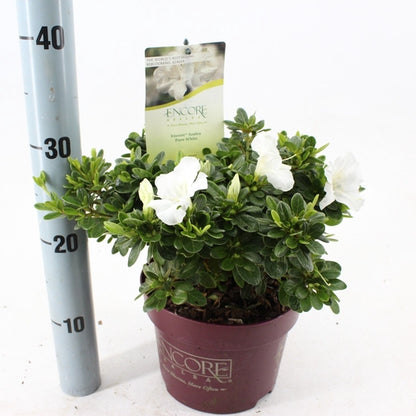 Rhododendron (Rhododendron ENCORE® Pure White ) - Rhododendron