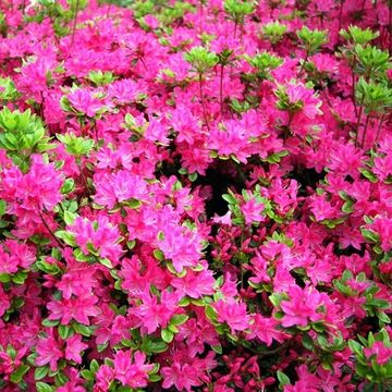 Rhododendron (Rhododendron (AJ) 'Kermesina' ) - Rhododendron