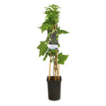 Klimplant Ribes nigrum 'Titania' (Zwarte bes)