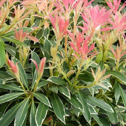 Rotsheide (Pieris ‘Flaming Silver’) - Heesters