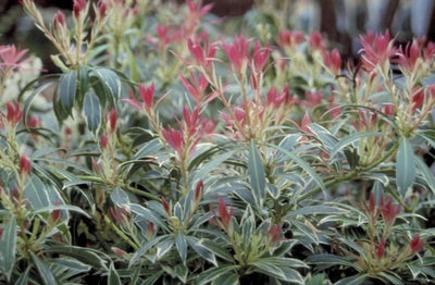 Rotsheide (Pieris ‘Flaming Silver’)