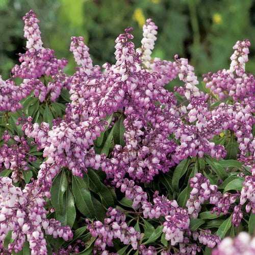 Rotsheide (Pieris jap. Pink Passion ) - Heesters