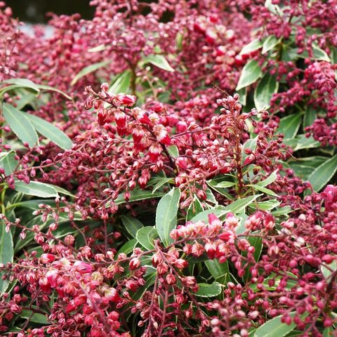 Rotsheide (Pieris jap. Polar Passion) - Heesters