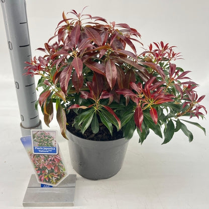 Rotsheide (Pieris jap. ‘Katsura’ PBR) - Heesters