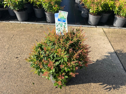 Rotsheide (Pieris jap. 'Passion' PBR) - Heesters