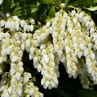 Rotsheide (Pieris jap. ‘Purity’)