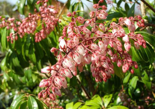 Rotsheide (Pieris jap. 'Rosalinda') - Heesters