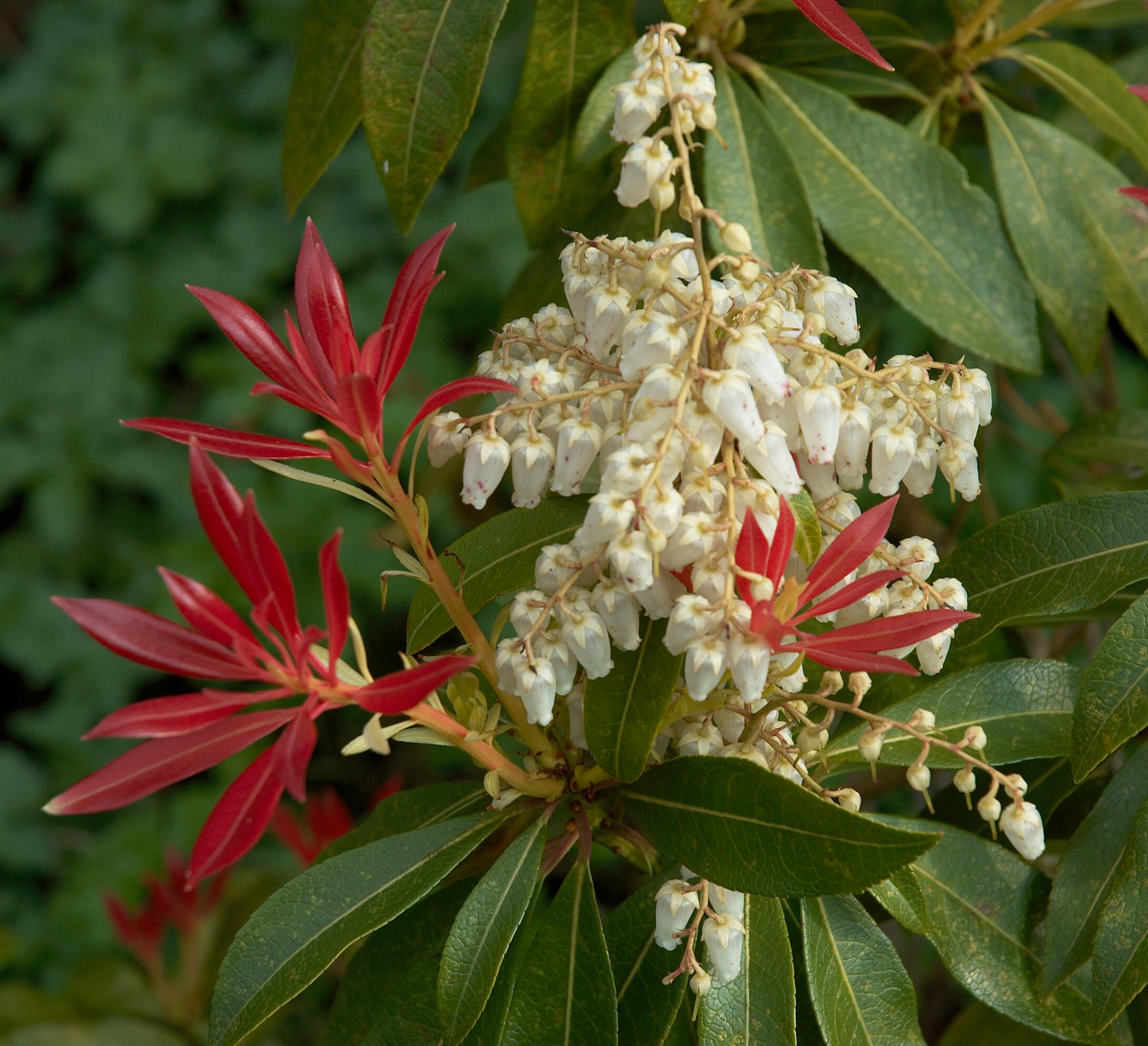 Rotsheide (Pieris jap. 'Sangria') - Heesters