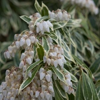 Rotsheide (Pieris jap. ‘Variegata’) - Heesters