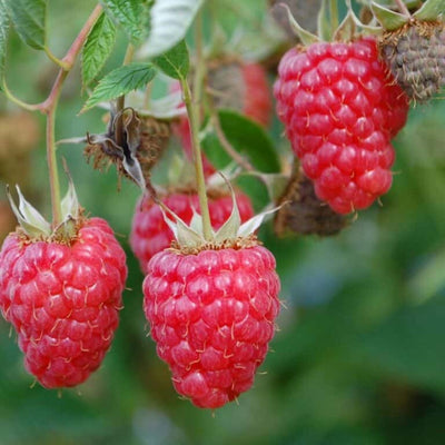 Klimplant Rubus idaeus 'Willametta (Rode framboos)