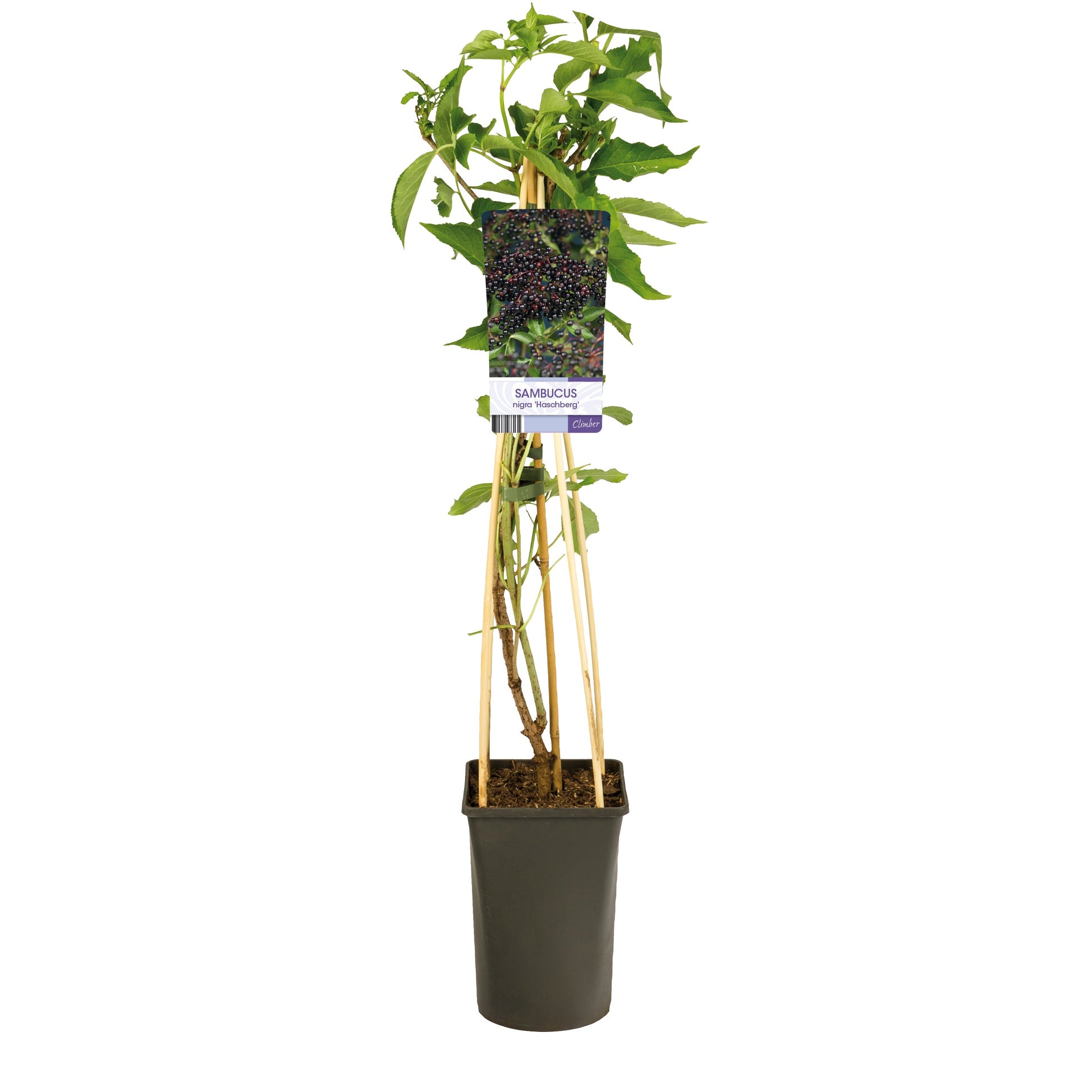 Klimplant Sambucus nigra 'Haschberg' (Vlierbes) - 