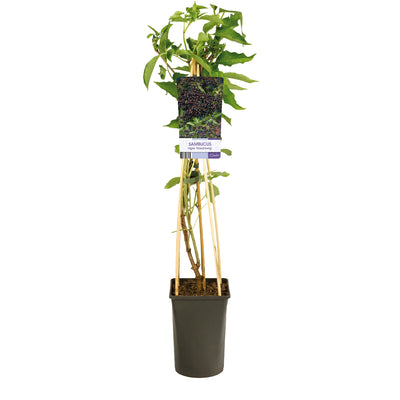 Klimplant Sambucus nigra 'Haschberg' (Vlierbes)