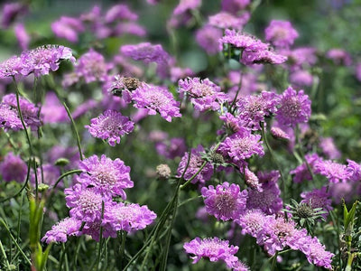 Muurpeper (Scabiosa columbaria ‘Pink Mist')