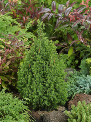 Schijncipres (Chamaecyparis th. 'Top Point')