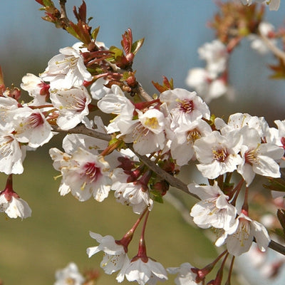 Sierkers (Prunus incisa 'Kojou-no-mai')