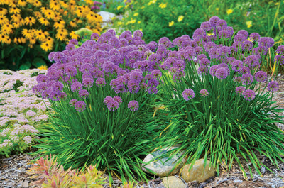 Sierui (Allium 'Millenium')