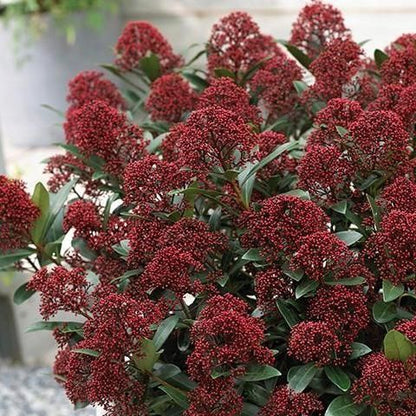 Skimmia (Skimmia jap. 'Rubella') - Heesters