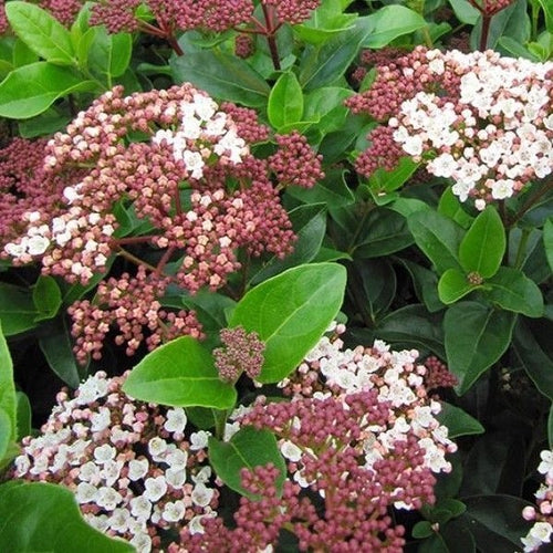 Sneeuwbal (Viburnum tinus Lisarose ) - Viburnum