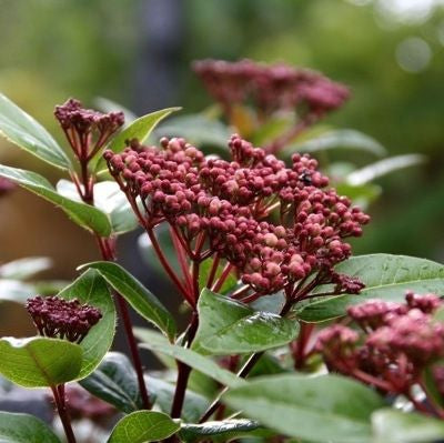 Sneeuwbal (Viburnum tinus Spirit )