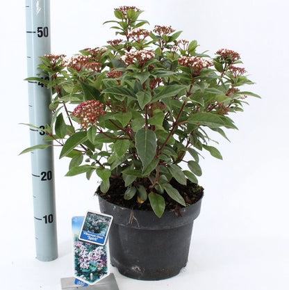 Sneeuwbal (Viburnum tinus Spirit ) - Viburnum