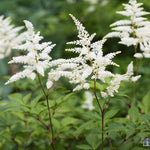 Spirea (Astilbe (A) 'Deutschland')